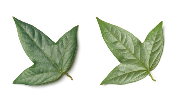 istock passiflora suberosa plant vine leaves isolated white 2176033872