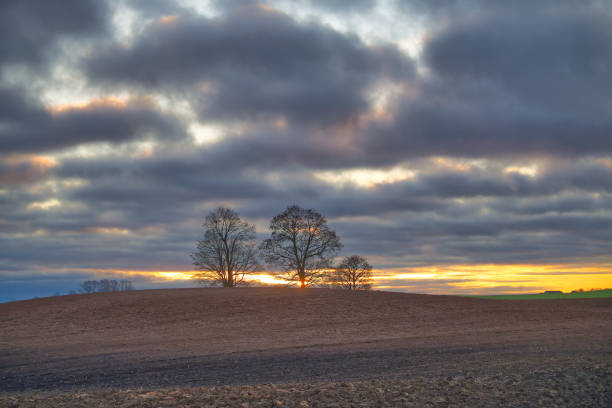 Peaceful landscape capturing silhouetted trees against a stunning sunset with dramatic clouds over an open field. Perfect for nature and tranquility themes.