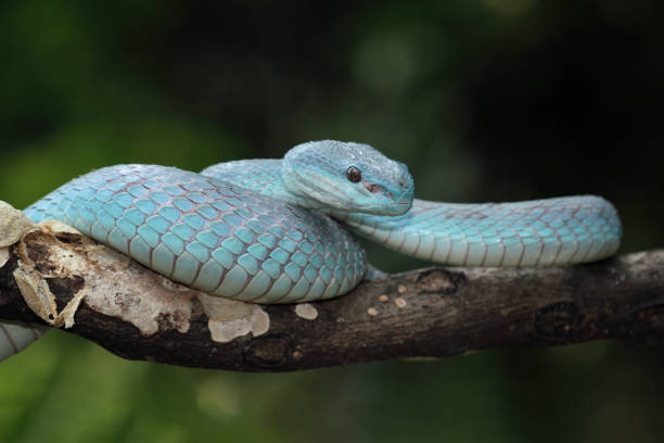 istock Blue viper snake insularis, trimeresurus Insularis 2176037435