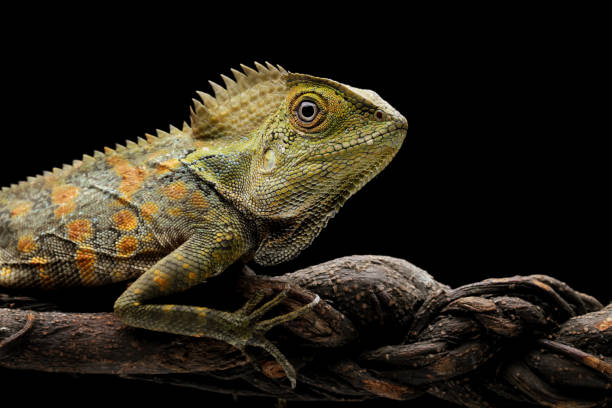 istock Forest dragon lizard on a branch, Gonocephalus chamaeleontinus 2176037464