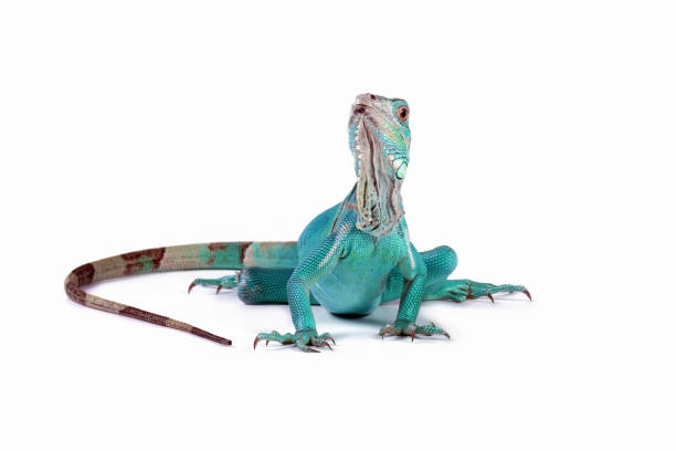 Side view of an iguana lizard.