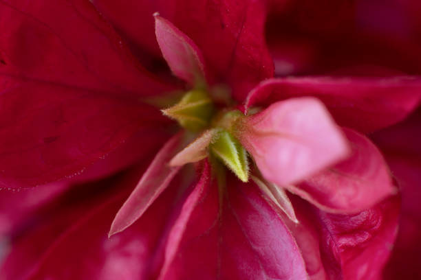Macro photography of red Christmas flower, end of year decoration, background and texture.