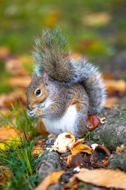 Squirrel in green nature eating chestnut