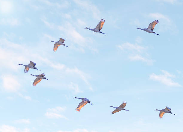 istock Sandhill crane in flight above the marsh, Dundee, Quebec 2176047501