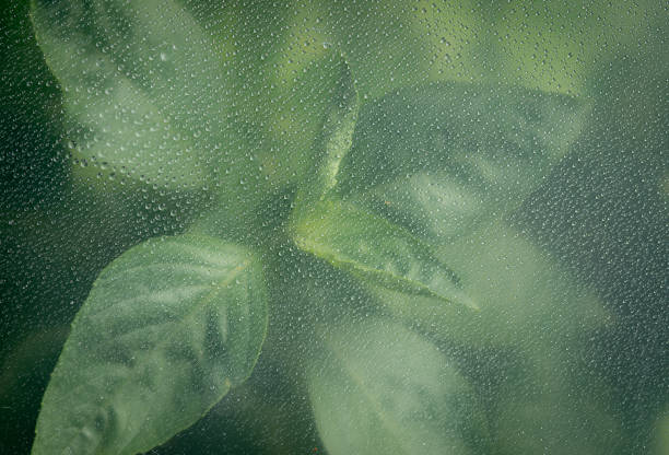 Growing basil through the glass with waterdrops background,Abstract Nature blur background.