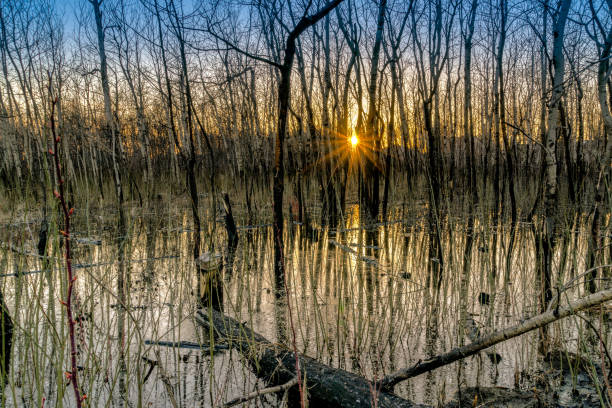 istock Back to life - Natural area  one year after a fire 2176049587