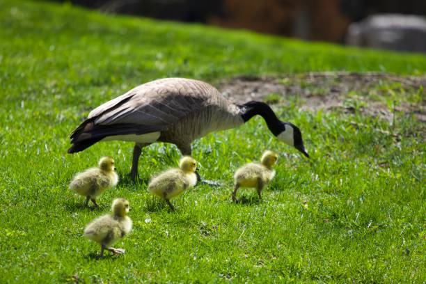 istock Geese and their mother 2176051304