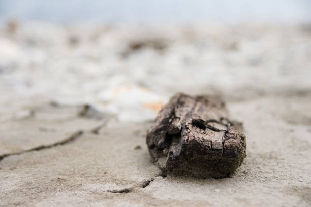 a piece of drift wood washed up on the shore