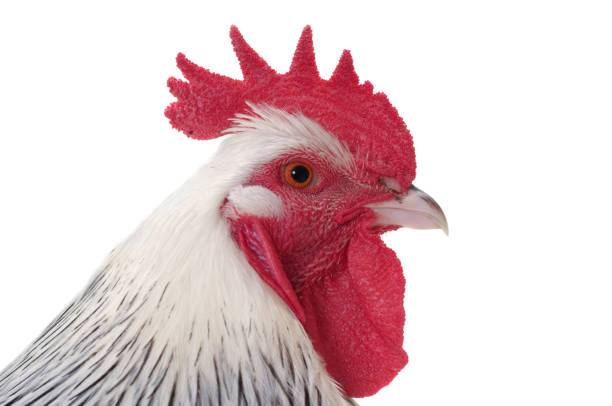 istock Head of rooster on white background 2176053696