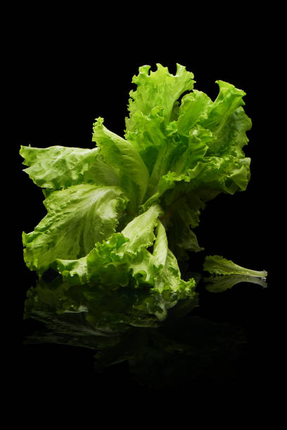 istock Fresh iceberg lettuce isolated on black background 2176055090