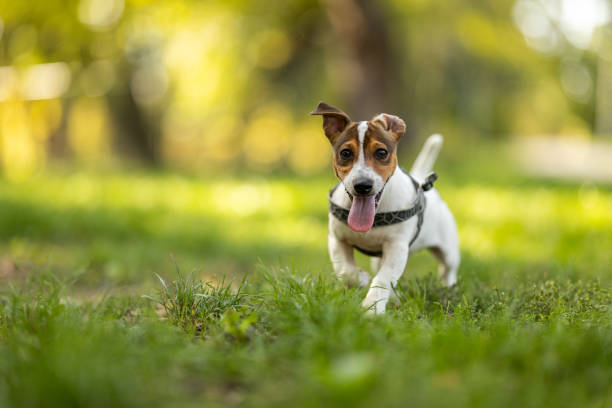Jack Russell terrier running through off-leash park on sunny day