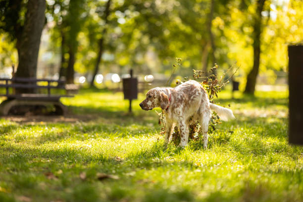 English Setter sneaking through the door crack, Norway