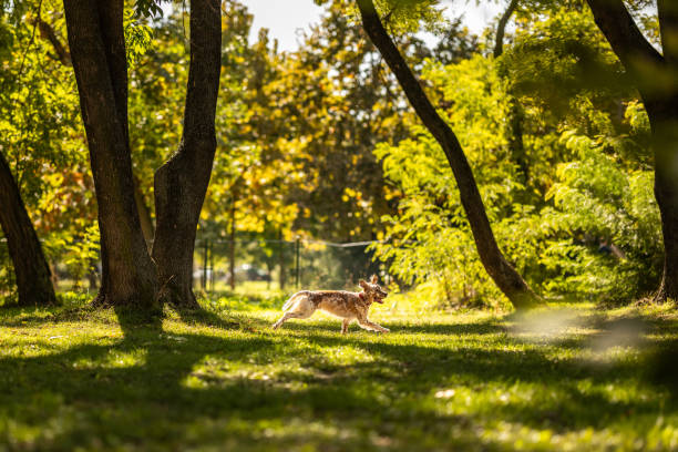 Cheerful English setter happily running through off-leash park on sunny day