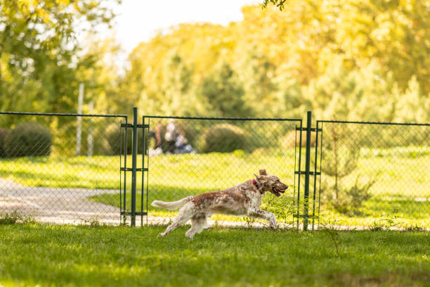 Cheerful English setter happily running through off-leash park on sunny day