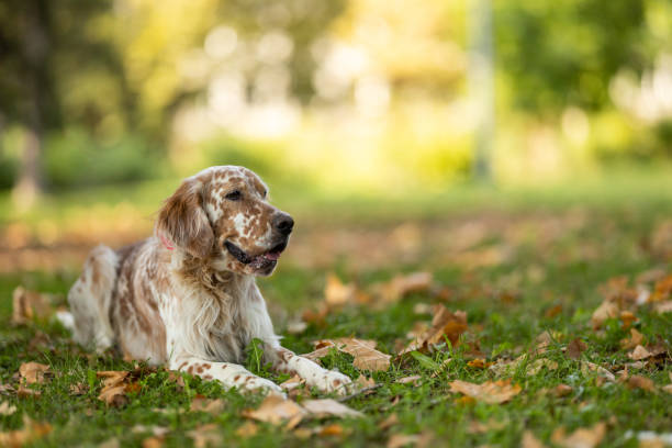 istock Dog relaxing in city park 2176058264