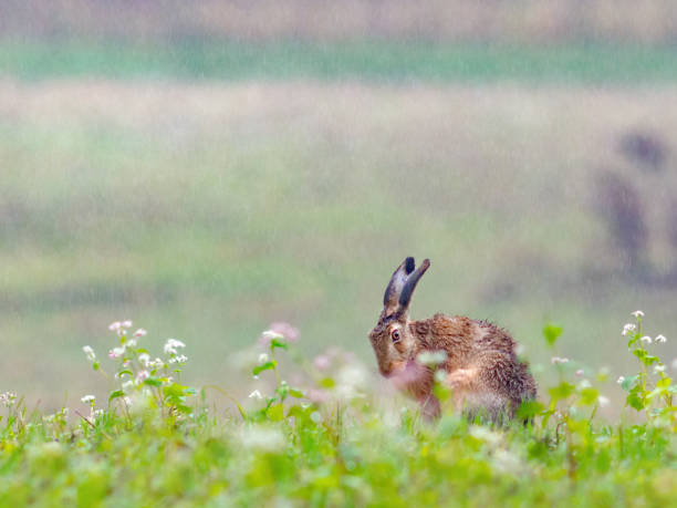 istock Hare (Lepus europaeus) sitting in tall grass in the rain 2176060157