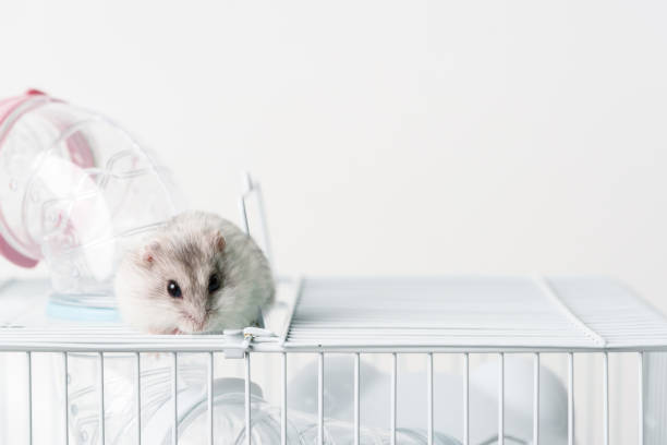 istock A small hamster exploring its cage during a quiet afternoon at home 2176060734
