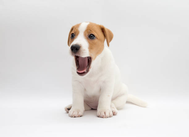 istock Dog. Jack Russell Terrier puppy isolated on white background 2176060803