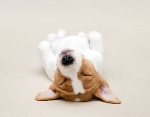 istock Sleeping Jack Russell Terrier puppy at home. 2176060812