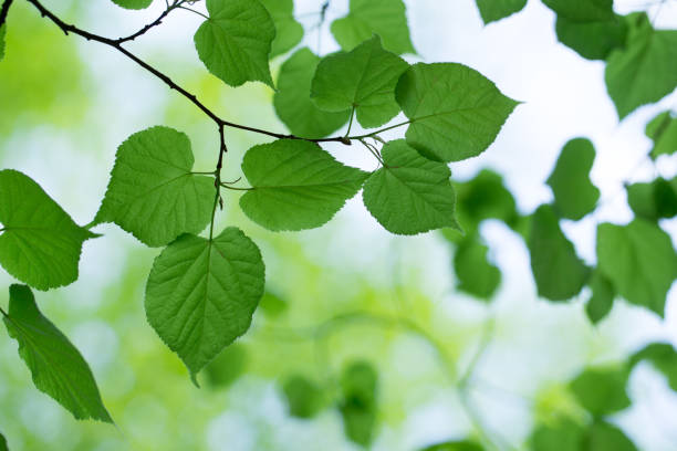 istock green leaves background in sunny day 2176060827