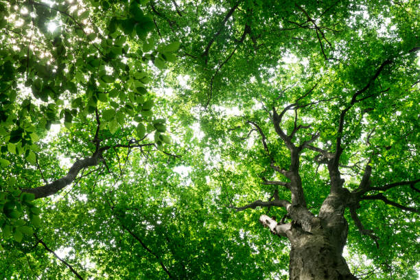 istock Forest trees. nature green wood sunlight backgrounds 2176060860