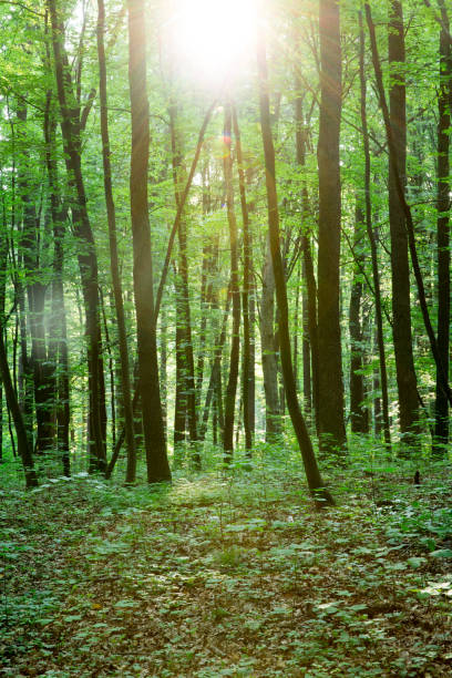 istock green Forest trees. nature green wood sunlight backgrounds 2176060875