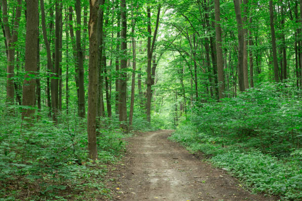 istock Forest trees. nature green wood sunlight backgrounds 2176060899