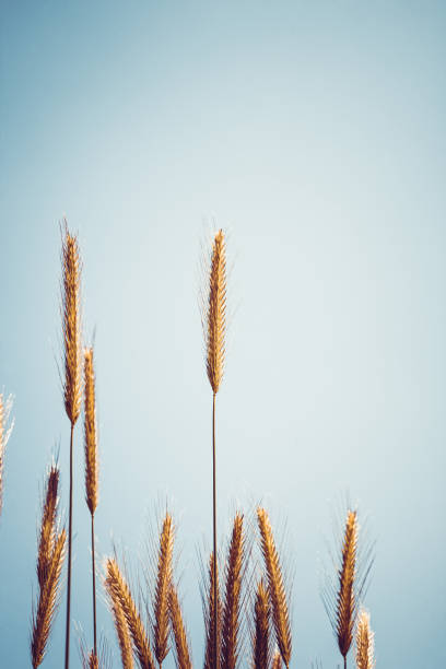 Wheat grass is gently swaying under a bright blue sky, beautifully showcasing the wonders of natures beauty