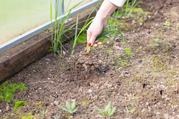 istock A hand with a manicure pulls weeds out of the ground. Weeding grass beds. 2176063193