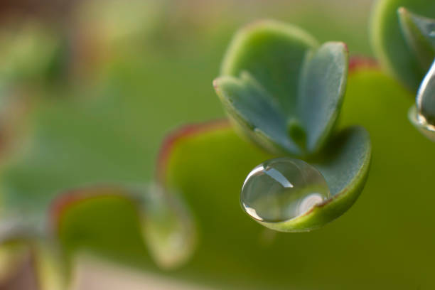Macro photography of garden plant leaves on a rainy day with water drops in their subtle details, beauty of nature, decoration, background and texture