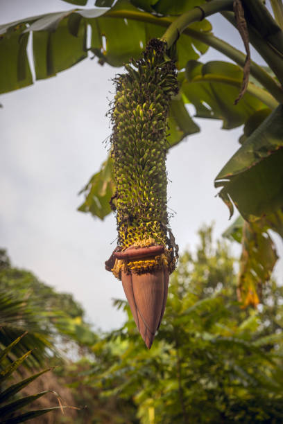 Banana tree with tiny green bananas growing, Thoi Son, Vietnam