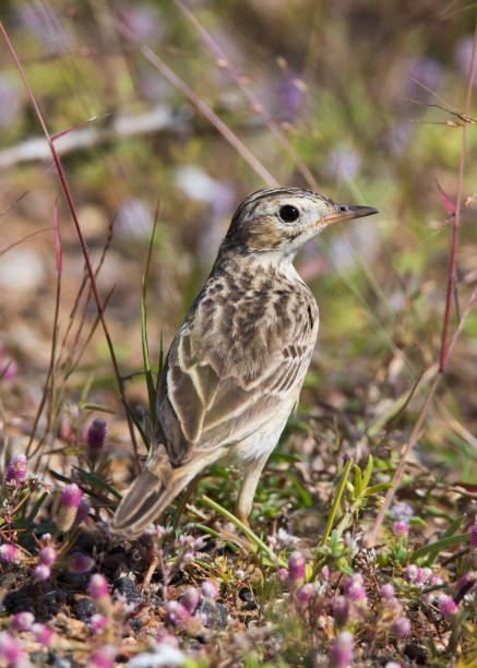 Paddyfield pipit on habitat and green field background