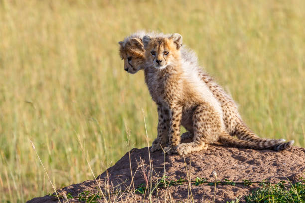 istock Wild newborn Cheetah cubs sit on a termite mold and look at the camera 2176069116