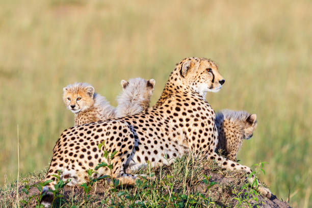 istock Cheetah lying and posing with her young cubs 2176069162