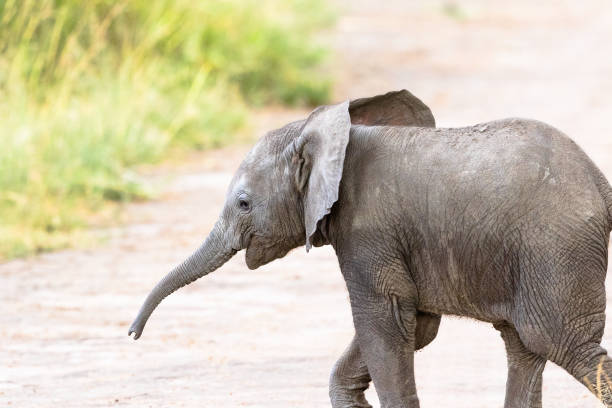istock Small elephant calf walking on savanna 2176069508