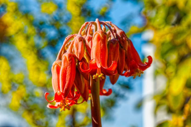 Beautiful red flowers on succulent cotyledon orbiculata plant during winter in Little Karoo near Oudtshoorn, Western Cape, South Africa