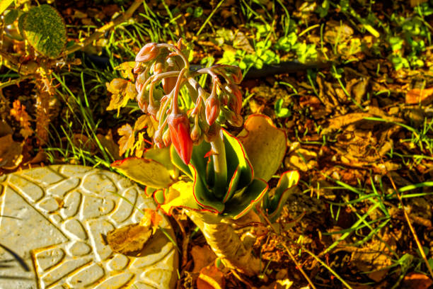 succulent cotyledon orbiculata plant with flower buds that are about to open in Oudtshoorn, Western Cape, South Africa
