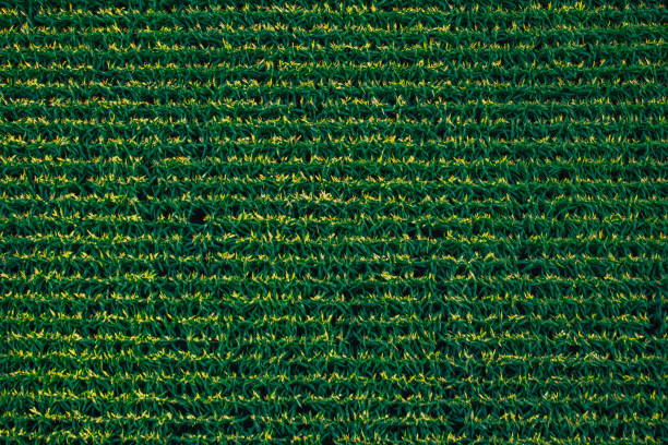 Directly above aerial view of a corn field neatly planted in rows