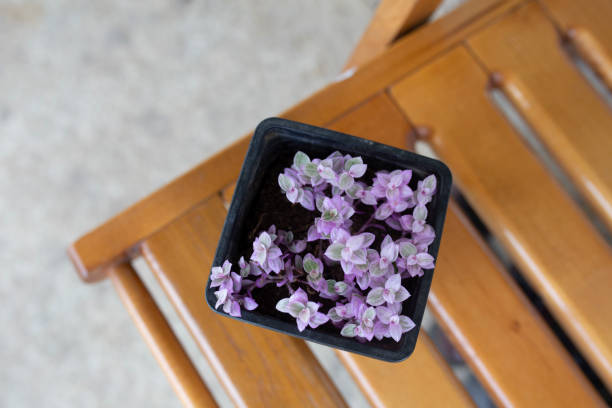A tender close-up of a blooming violet in a textured pot, bathed in soft, diffused light. The pastel background enhances the flower's delicate petals and vibrant green leaves, evoking a sense of calm and beauty. This image is perfect for themes related to home decor, gardening, mindfulness, and the natural elegance of flowers.