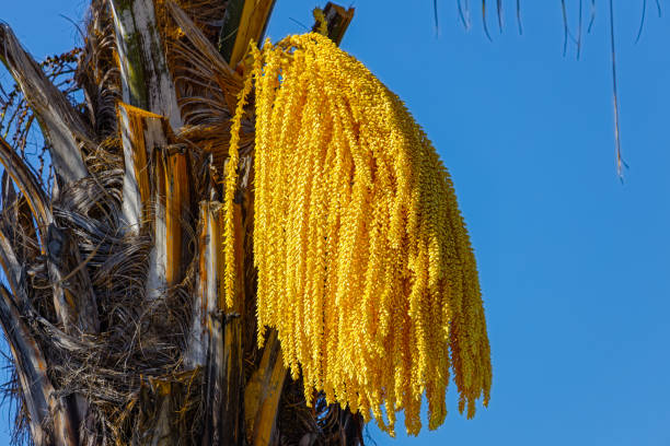 Side view of yellow flowers on Queen Palm tree near Oudtshoorn, Western Cape, South Africa