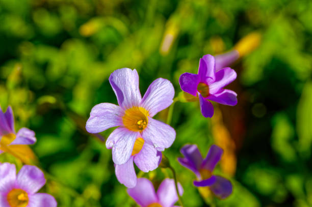 Tiny purple and yellow flowers growing on groundcover in garden Oudtshoorn, Western Cape, South Africa