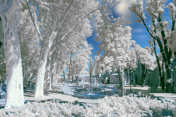 A man walks his dog in a public park. Photographed in infrared light.