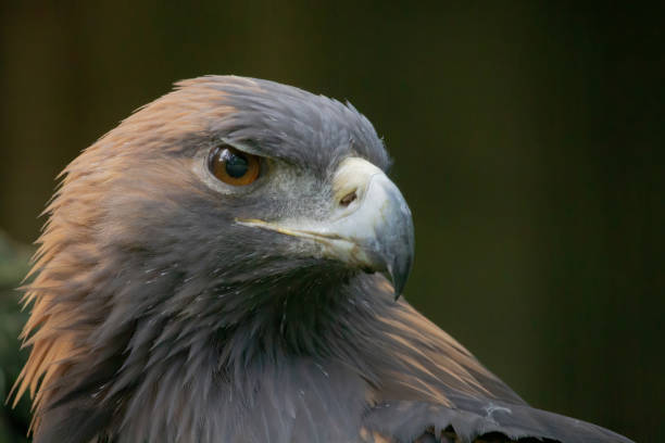 istock golden eagle is posing to the cam 2176075711