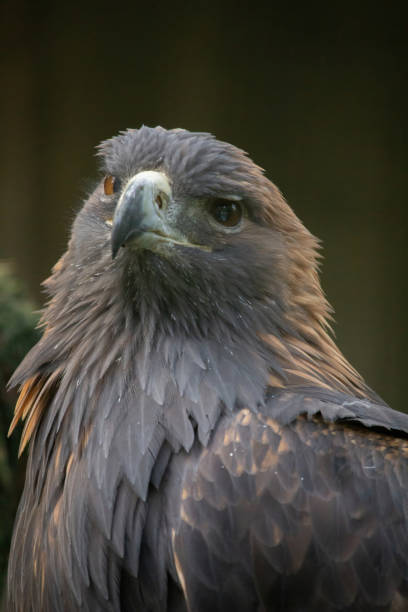 istock golden eagle is looking in the cam 2176075753