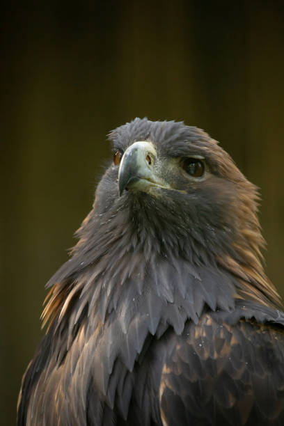 istock golden eagle is looking in the cam 2176075762
