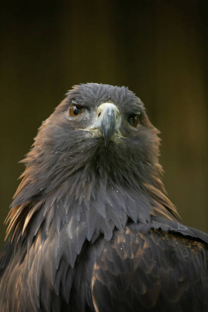 istock golden eagle is looking in the cam 2176075763