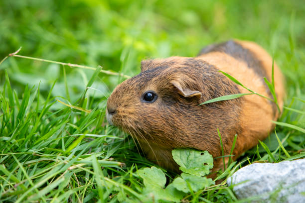 istock Brown guinea pig roaming freely in a tall grass garden. 2176076708