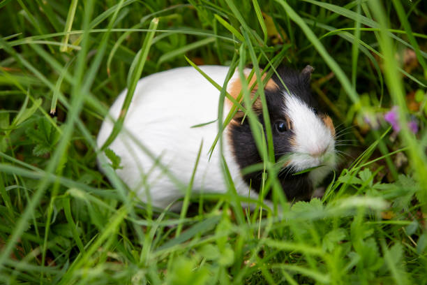 istock White guinea pig roaming freely in a tall grass garden. 2176076724