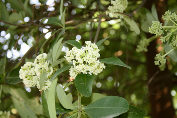 istock Blackboard tree (Alstonia scholaris) in bloom with cluster of small white flowers 2176077544
