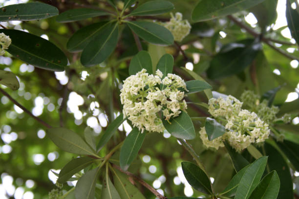 istock Blackboard tree (Alstonia scholaris) in bloom with cluster of small white flowers 2176077545